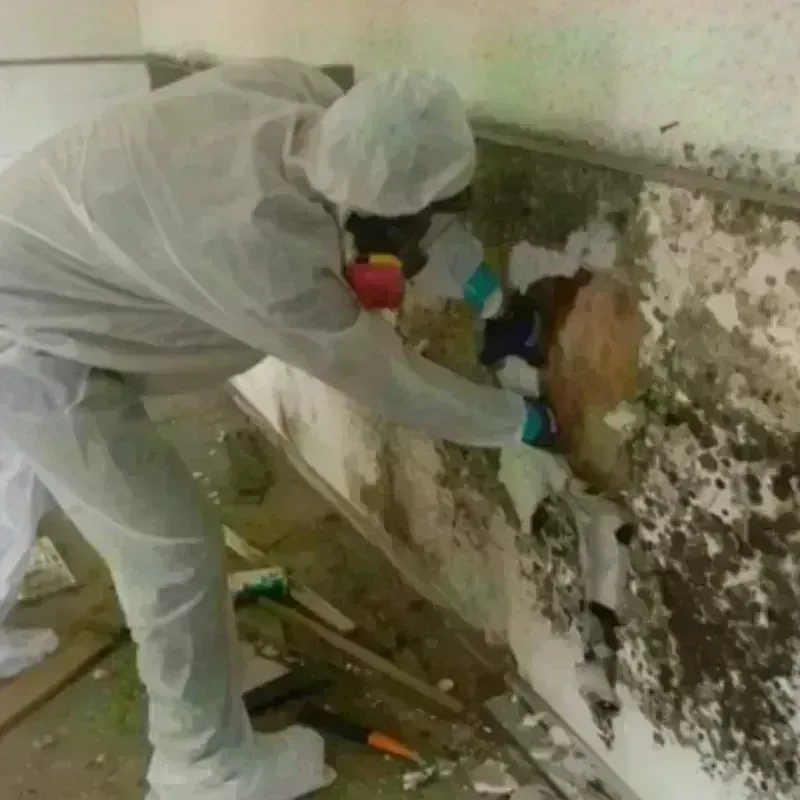 Mold Remediation and Removal in Dickinson County, IA